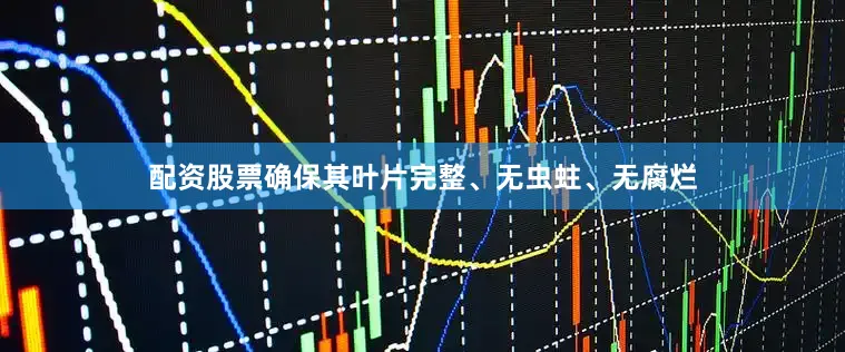 配资股票确保其叶片完整、无虫蛀、无腐烂